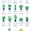 NASA's List of Top Air Cleaning Plants