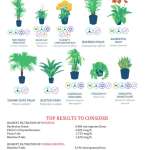 Indoor plants to clean the air..